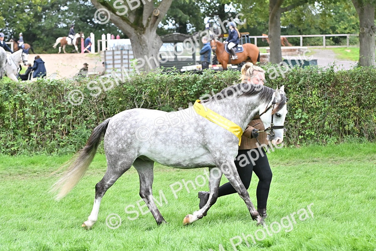 SBM_64990 - In Hand Pony & Younstock Supreme Championship