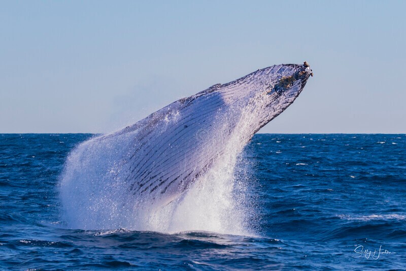 0A3A3903. Humpback Breach 19 - 2026 Whales