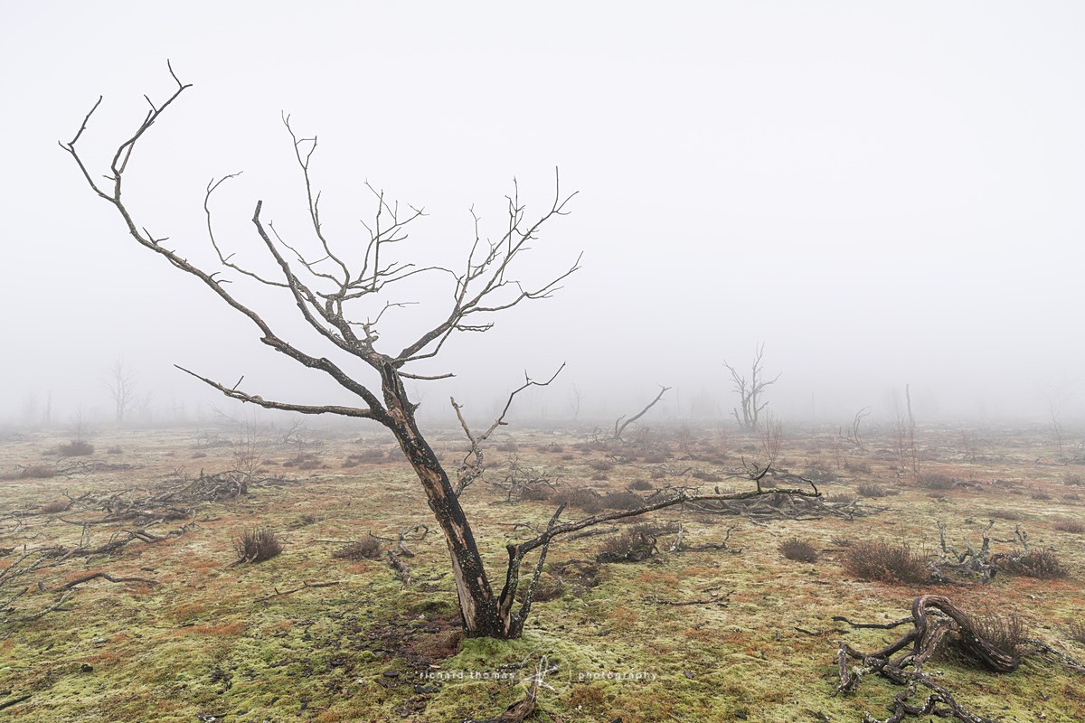  - Charred Mist