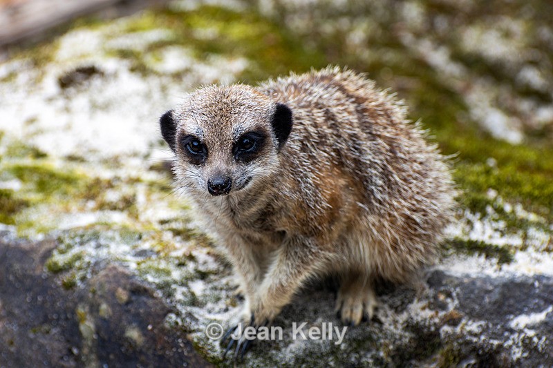 Meerkat - DSC_3515 - Meerkats