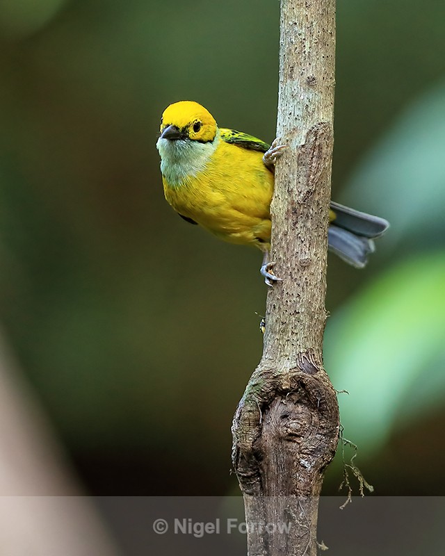 Costa Rica, Silver-throated Tanager perched - Silver-throated Tanager