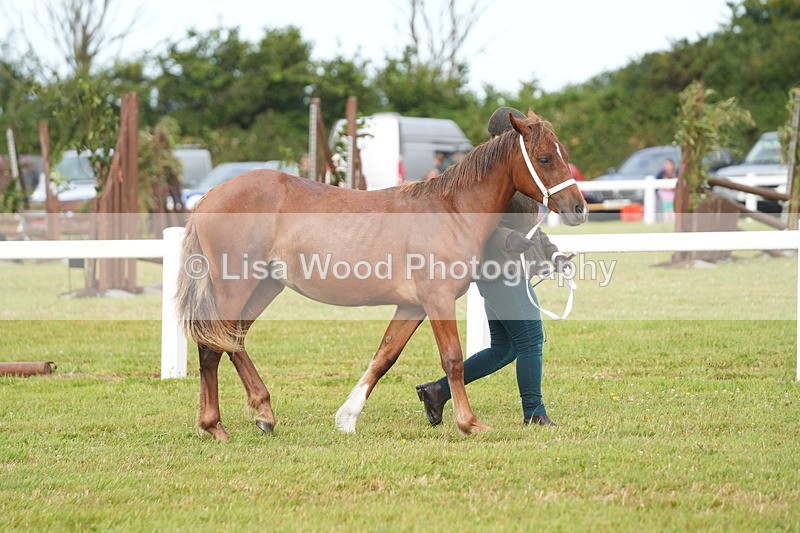 DSC04674 - Class 46: NPS Shetland Youngstock