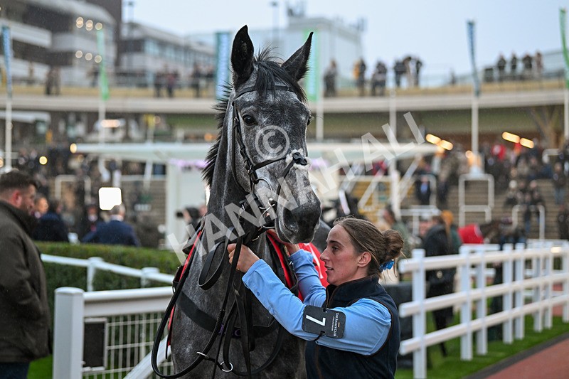 161124-Race 7-Paddock-Riviera Walk-1770 - Race 7