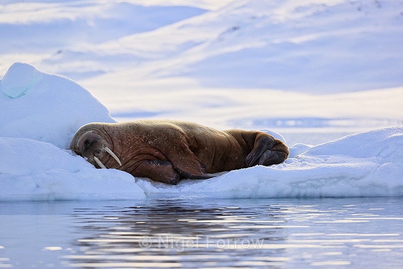 Walrus asleep on ice in fjord, Spitsbergen, Svalbard - Walrus