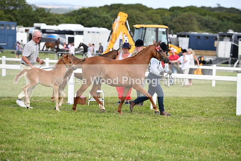 DSC_8459 - Class 69: Pure, Anglo & Part Bred In Hand Arab