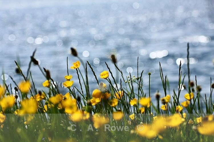 Buttercups 1 - Photography