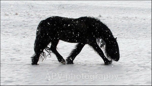 Snow Patrol. - Horses'n'Ponies