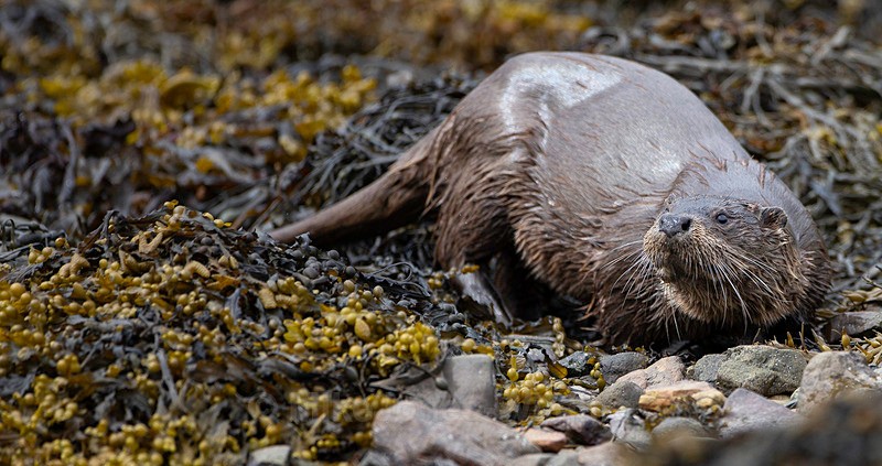 OTTER, ISLE OF MULL, SCOTLAND - ISLE OF MULL WILDLIFE, Wildlife images from the Inner Hebrides