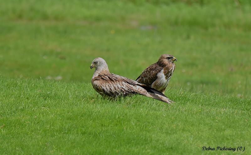 Common Buzzard & Red Kite - Birds Of Prey
