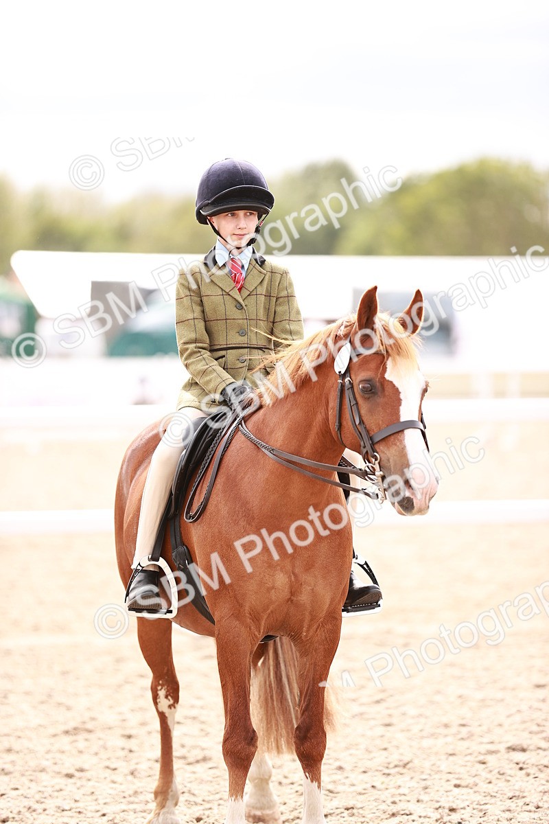 SBM_18303 - Class 417 - Handsome Gelding (IH or Ridden - JNR)