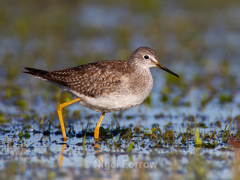 Lesser Yellowlegs (juvenile) on the Port Meadow floods - Lesser Yellowlegs