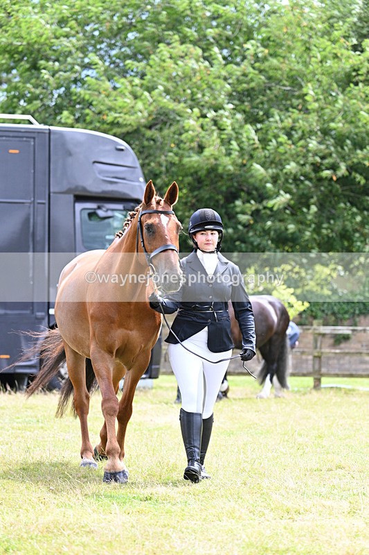 WJ7_6819 - Class 5a Most Handsome Gelding in Hand