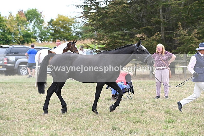 WJ6_6109 - Class 19 In-hand Veterans (Uploaded correct folder)