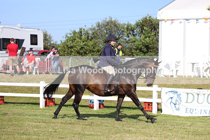 3E7A5303 - Class 2: Rising Star Large Hack/Riding Horse
