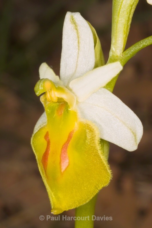Hornet Ophrys yellow variety (Ophrys crabronifera var chlorantha) - Orchids - Ophrys