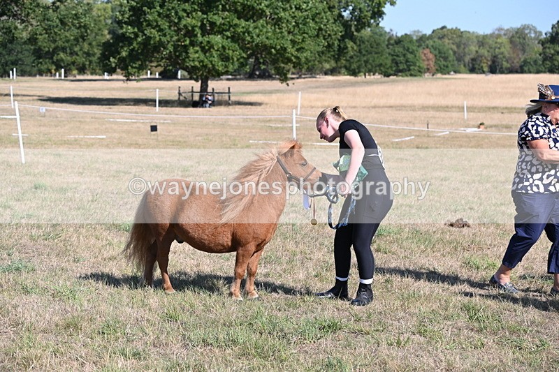WJ6_7339 - Class 33 Rescue Pony