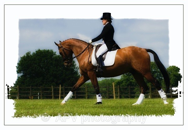  - Horses'n'Ponies