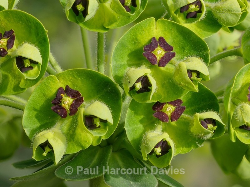 Large Mediterranean spurge (Euphorbia characias) - Wild Flowers - 1