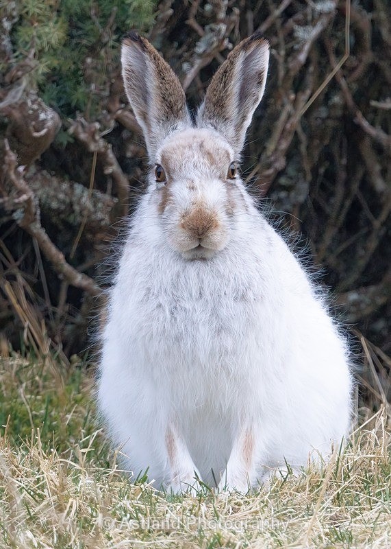 Mountain Hare - Latest Images