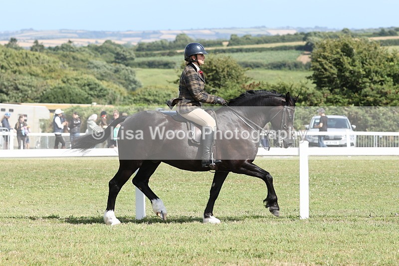 JPP_2262 - Class 19: Working Hunter 60cm