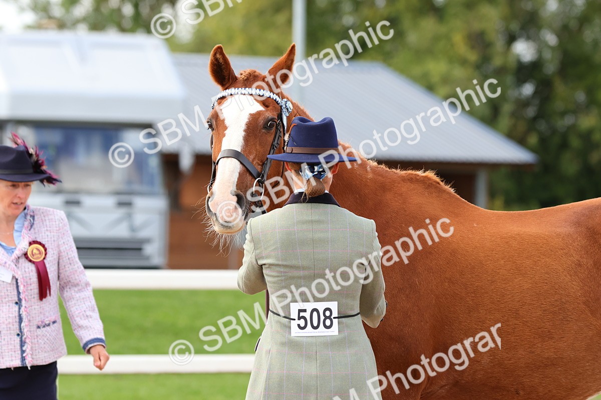 SBM_11751 - Class 208 - IH Veteran Horse