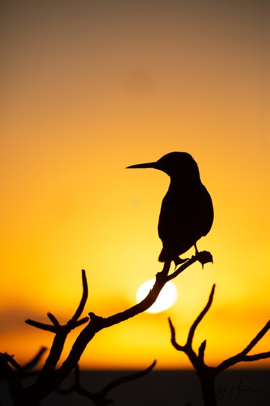 Noddy at Sunset