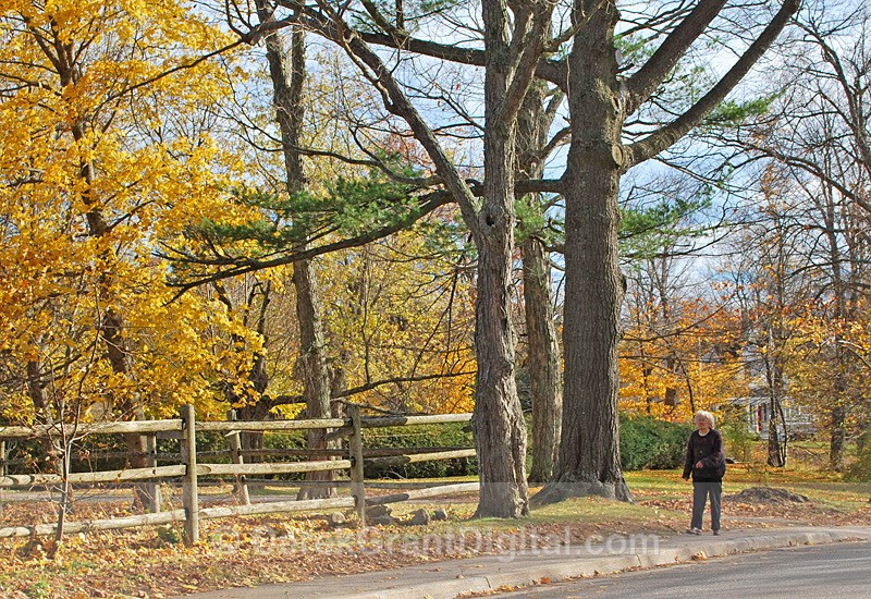 Walking - Autumn Festival