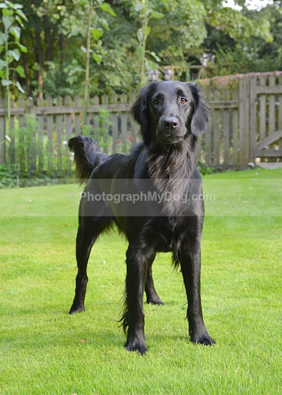  - Flatcoated Retrievers