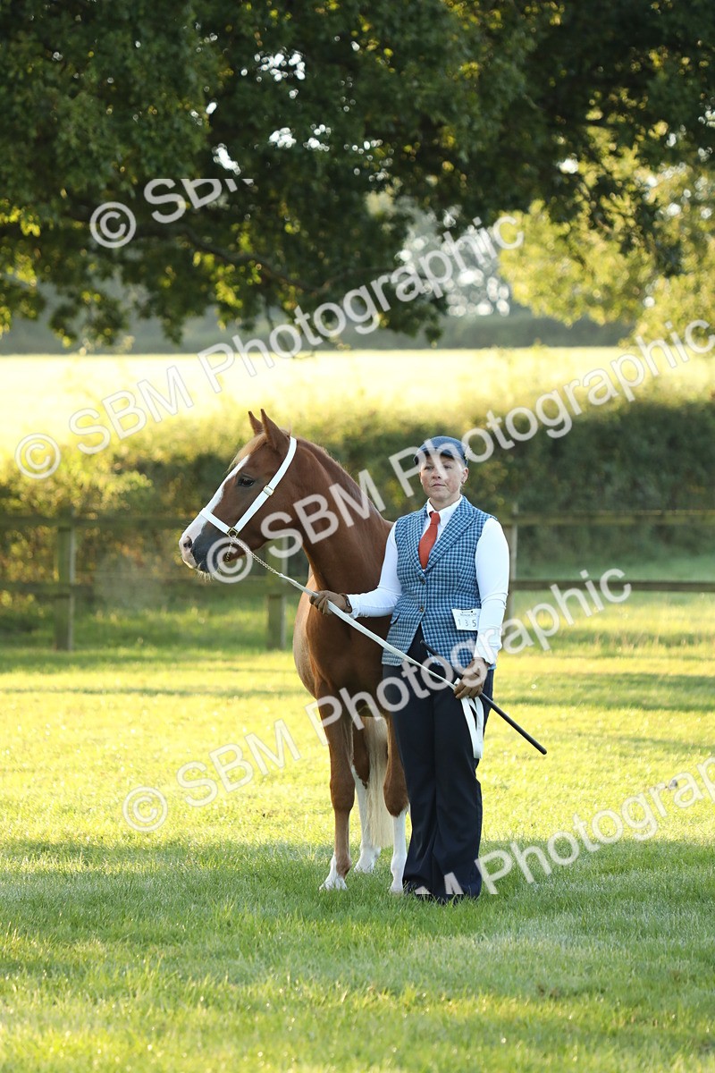 SBM_57835 - S42 - Youngstock