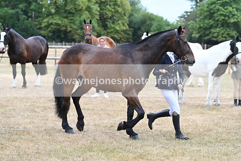 WJ7_9798 - Class 5a Most Handsome Gelding (above 14.2hh)