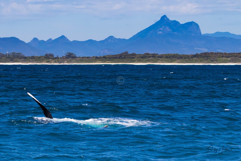 Mt Warning Slap 0A3A6210 - Humpback Whales