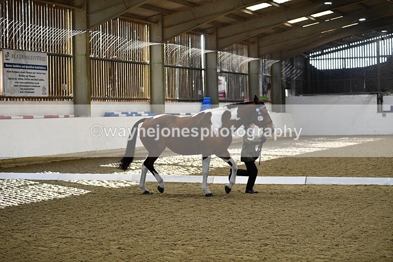 WJ5_3840 - Class 5 In Hand Veterans