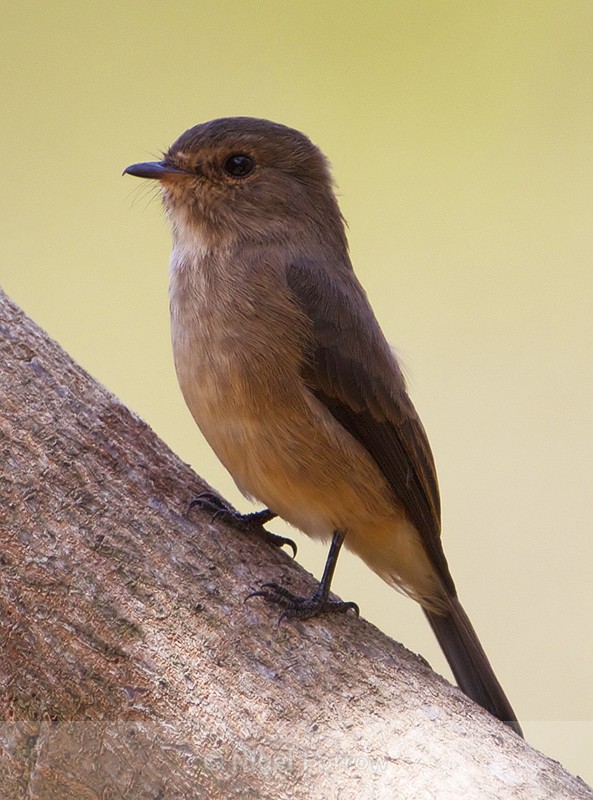 African Dusky Flycatcher perched on a branch - African Dusky Flycatcher