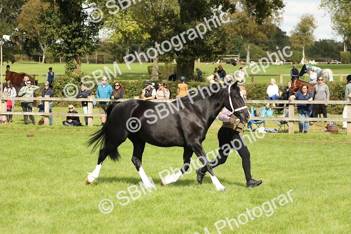 SBM_65411 - S47 - Mountain & Moorland In Hand Large Breeds