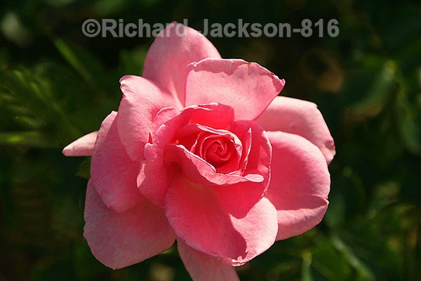 Wild Rose - Flowers