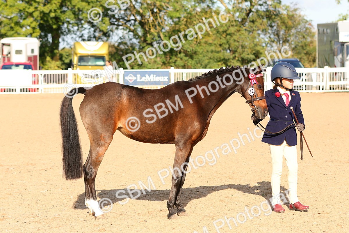 SBM_08647 - Class 203 - Young Handler 10 Years and Under