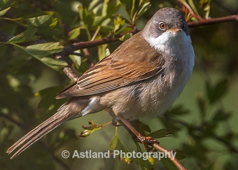 Astland Photography, Bird and Wildlife Images, Susan and Peter Wilson, U.K.