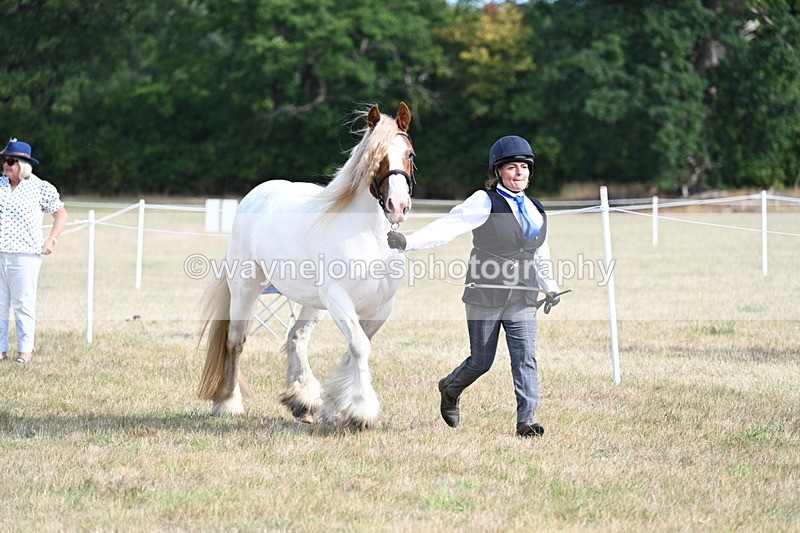 WJ7_8148 - In-hand Championship