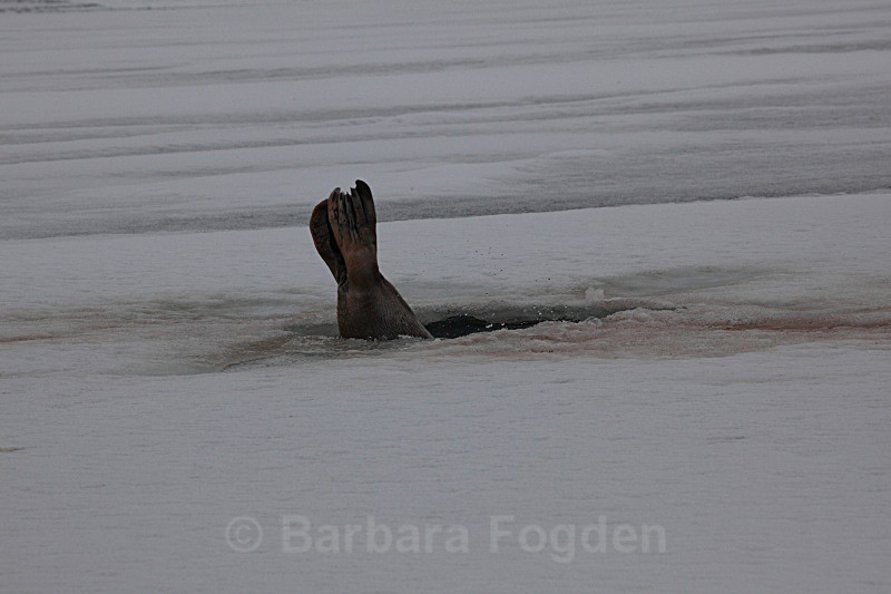 Escape seal style 1331 - Wildlife