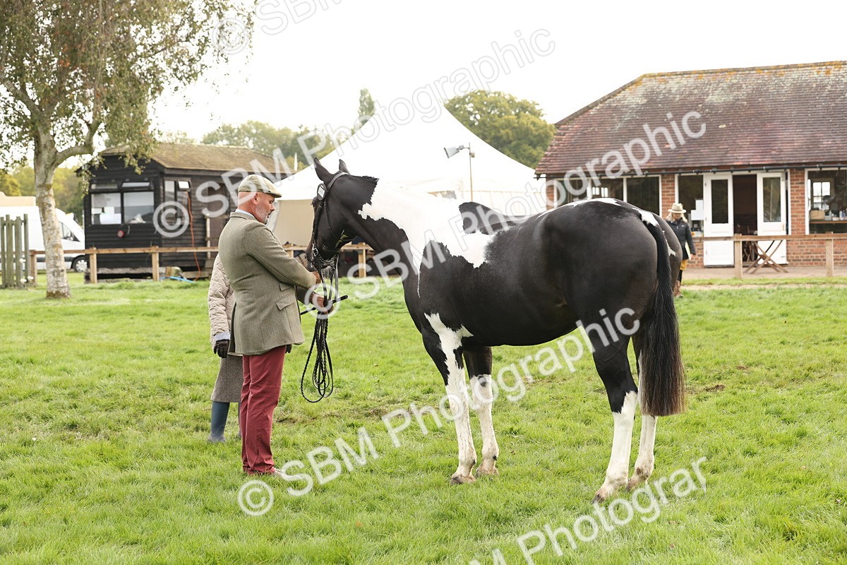 SBM_56803 - S54 - Piebald & Skewbald Horse In Hand