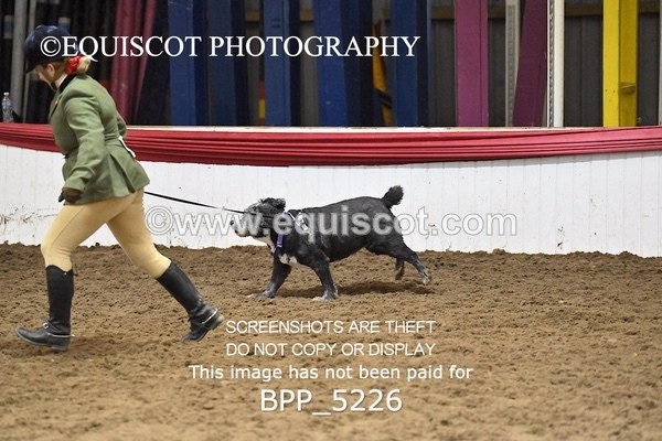 BPP_5226 - CLASS 5 HORSE AND HOUND