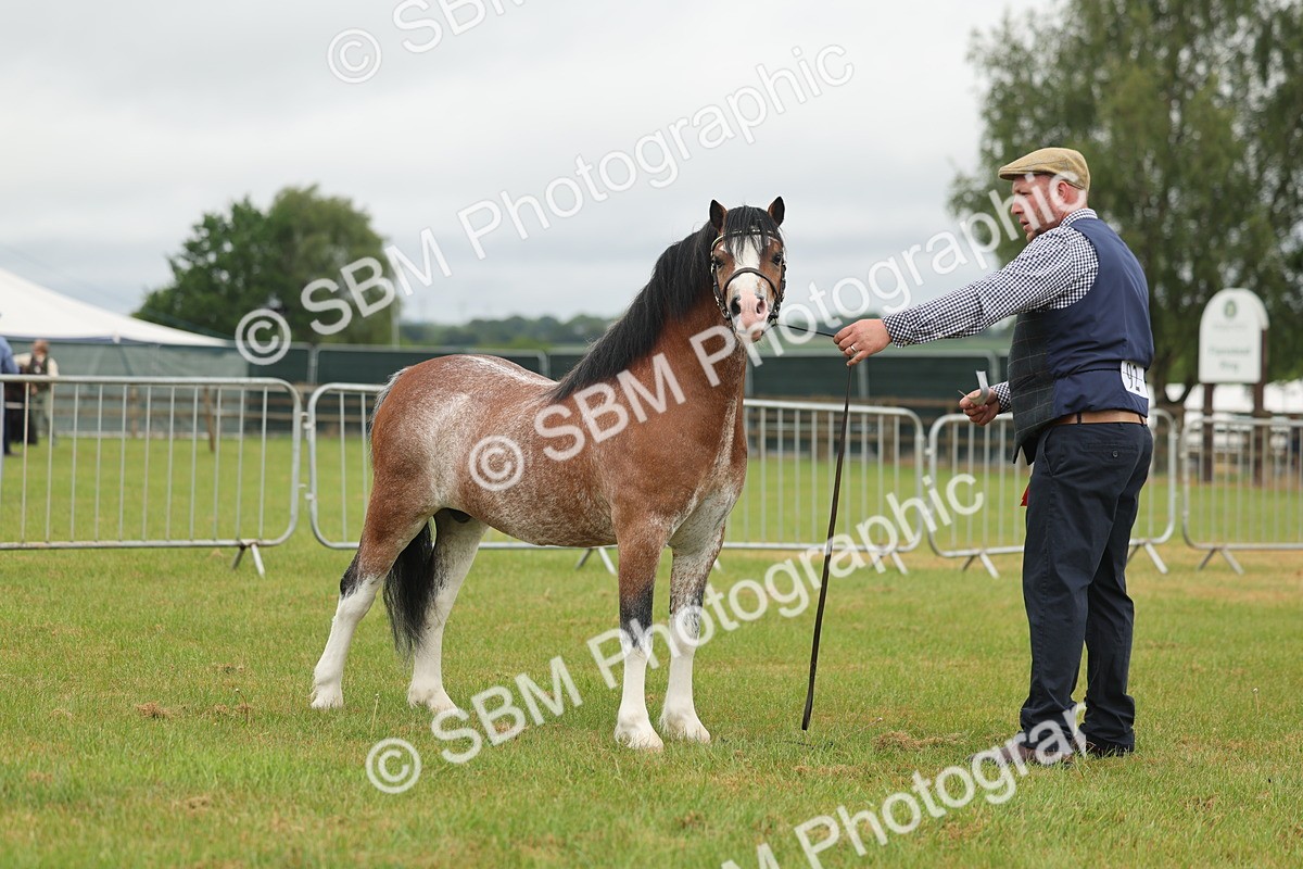 SBM_01412 - Class 50-57 - M&M Welsh Pony In Hand