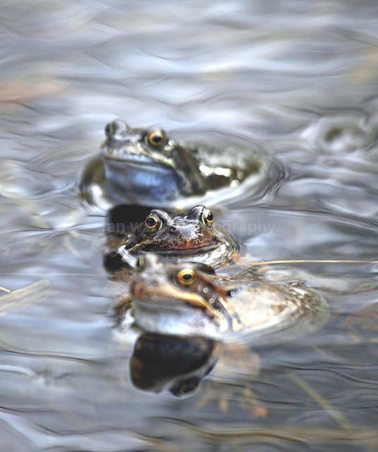 Common Frogs spawning, Bristol, BR_007 - Reptiles, amphibians & pond life, Great Britian