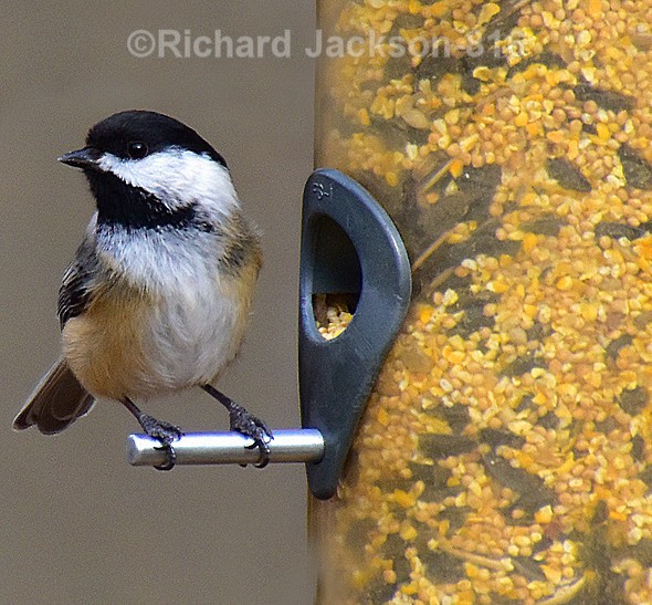 Black-capped Chickadee - Birds