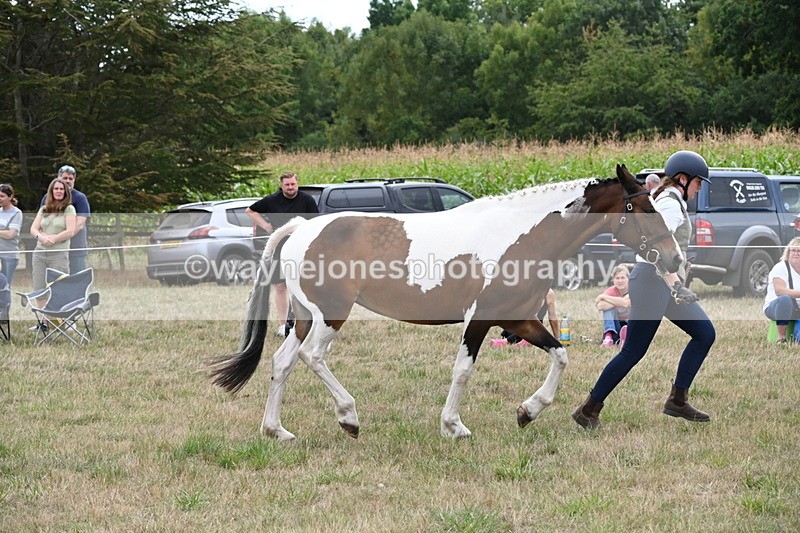 WJ6_5618 - Class 18 In-hand Coloured