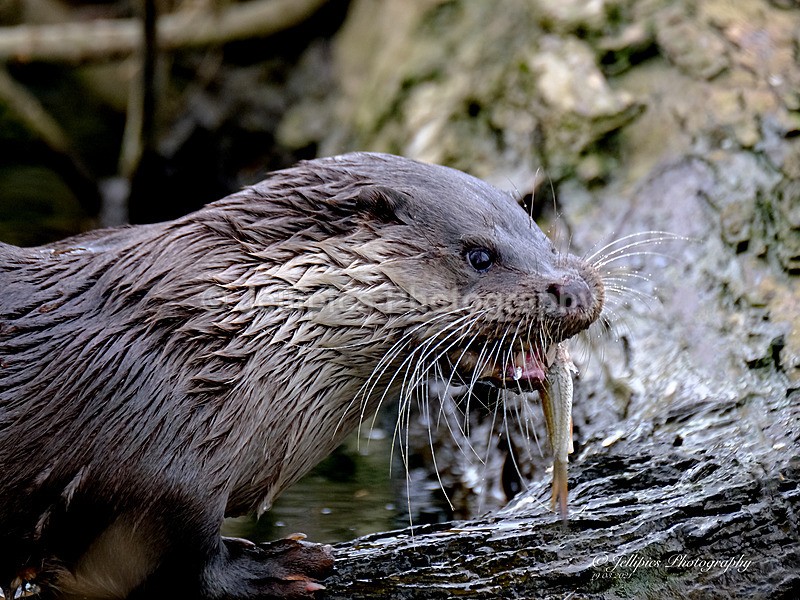  - Wildlife and Nature