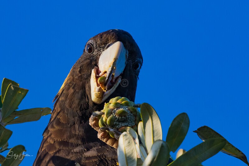 Yellow-tailed Black-cockatoo Female Eating 1 0A3A8167 - Black Cockatoos