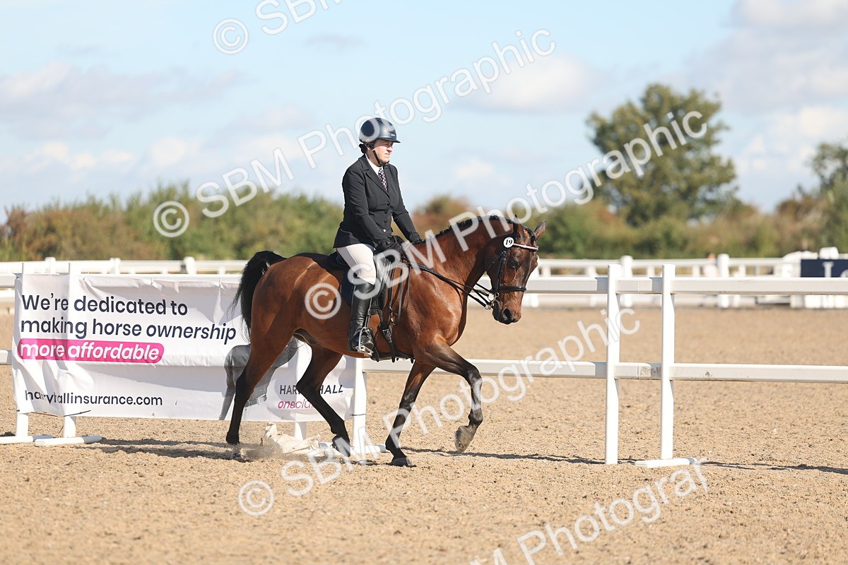 SBM_13002 - Class 305 - Ridden Foreign Breed Pure Bred