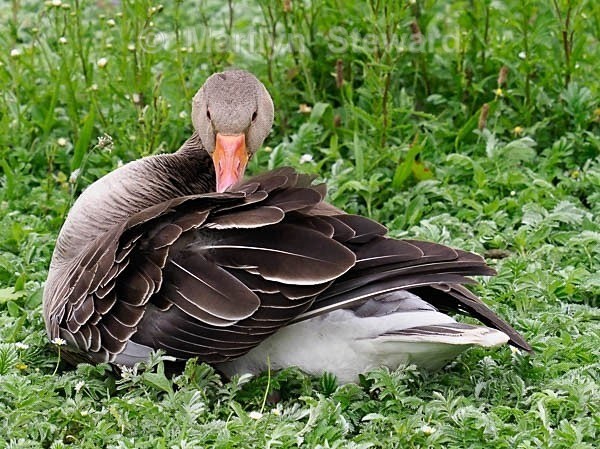 Slimbridge-2 Greylag goose - Slimbridge Wetlands Centre