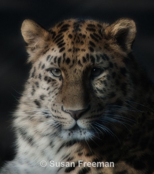 Amur Leopard - Other Animals